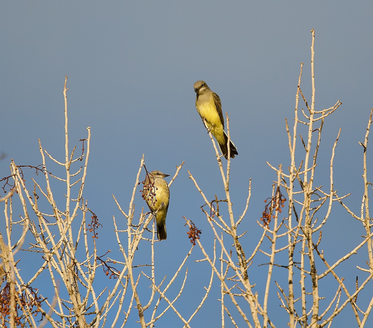 Western Kingbird - ML642035681