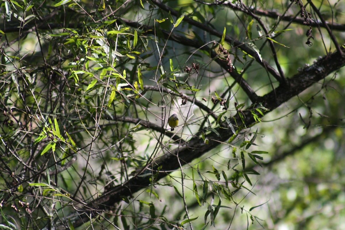 White-eyed Vireo - ML642035693