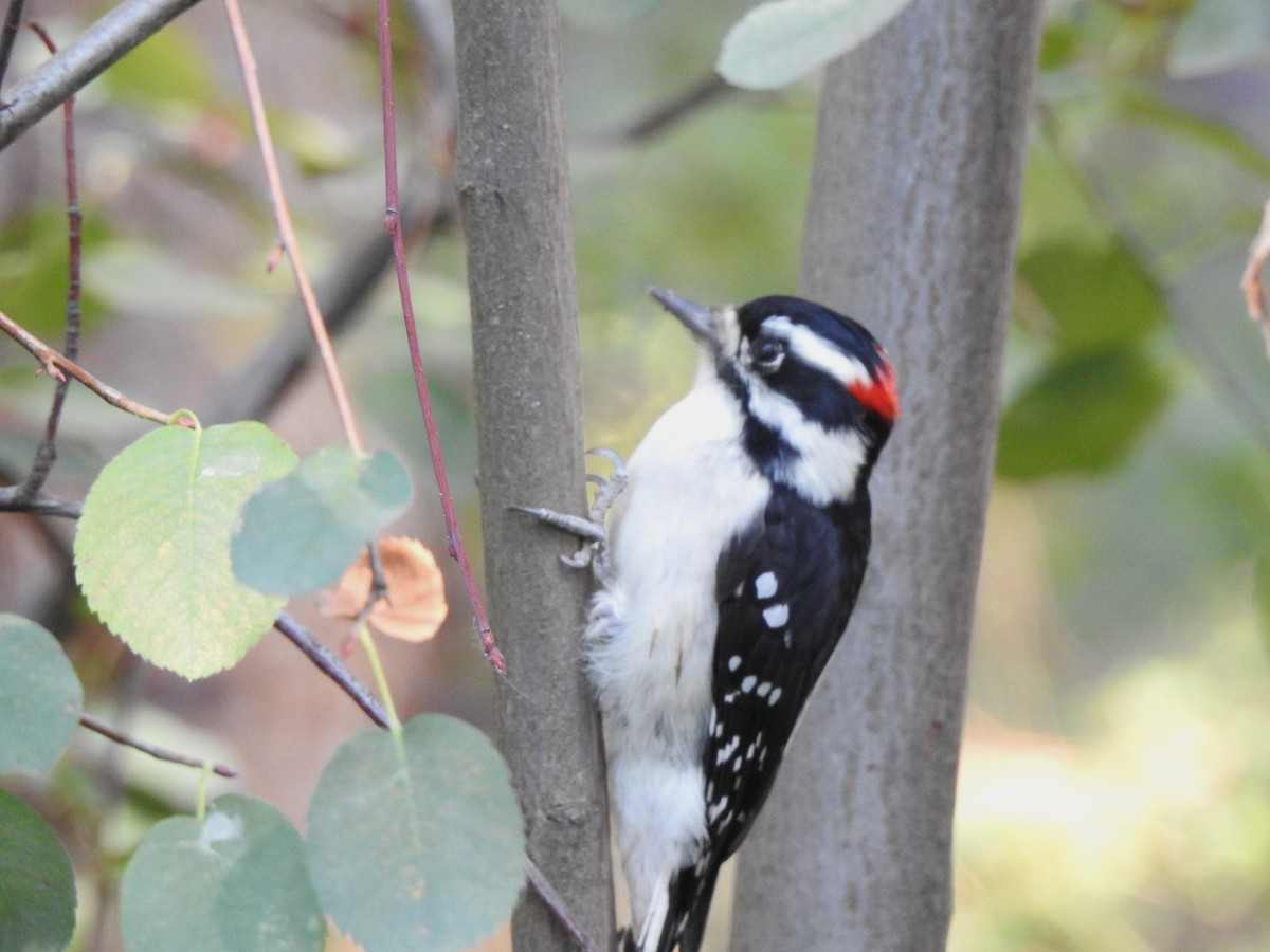 Downy Woodpecker - ML642035696