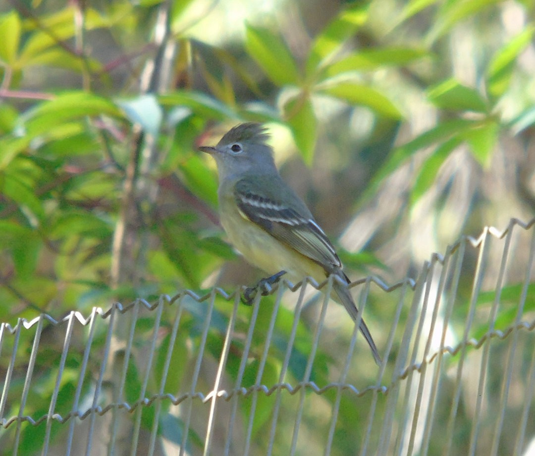 Yellow-bellied Elaenia - ML642035704