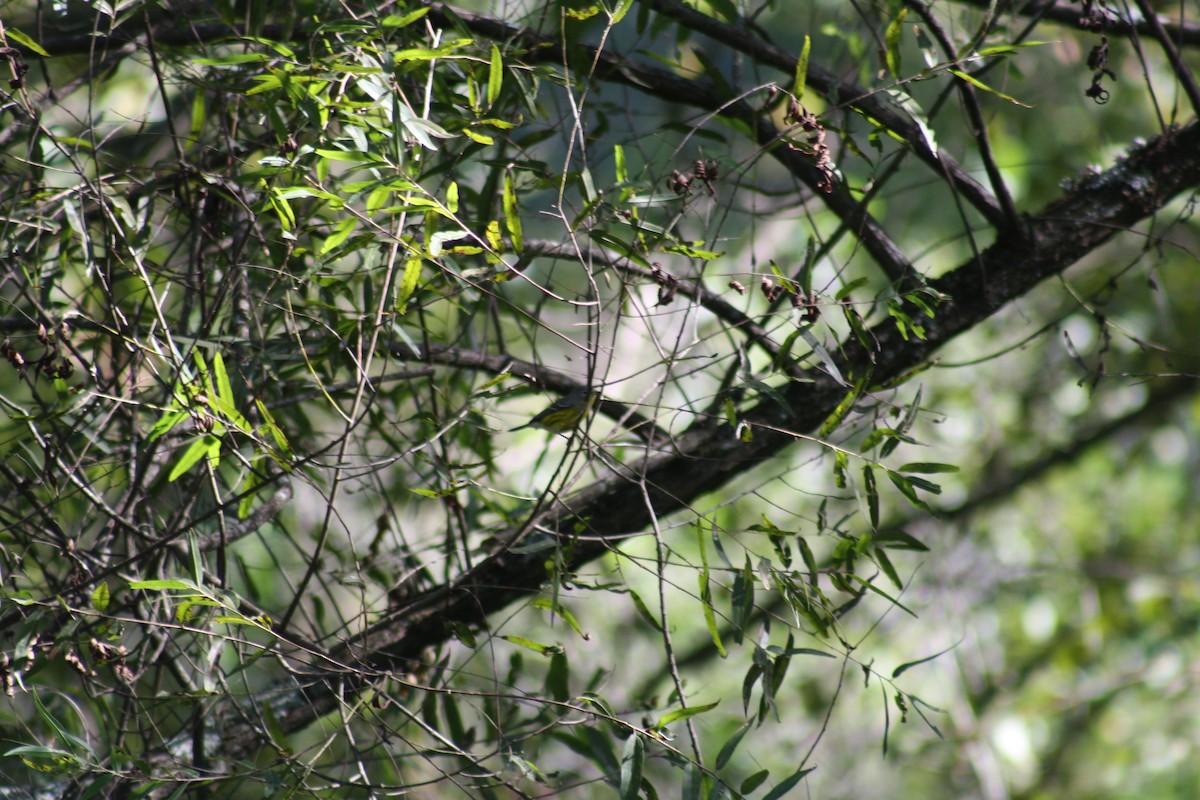 Magnolia Warbler - ML642035708