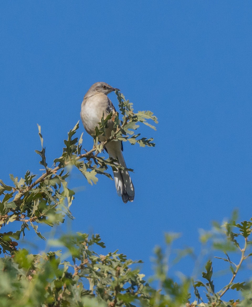 Northern Mockingbird - ML642035713
