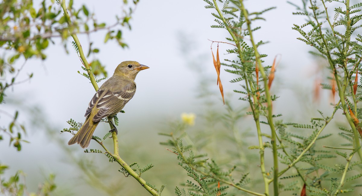 Western Tanager - ML642035714