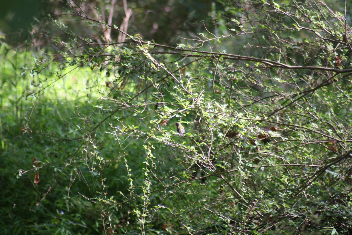 Magnolia Warbler - ML642035722