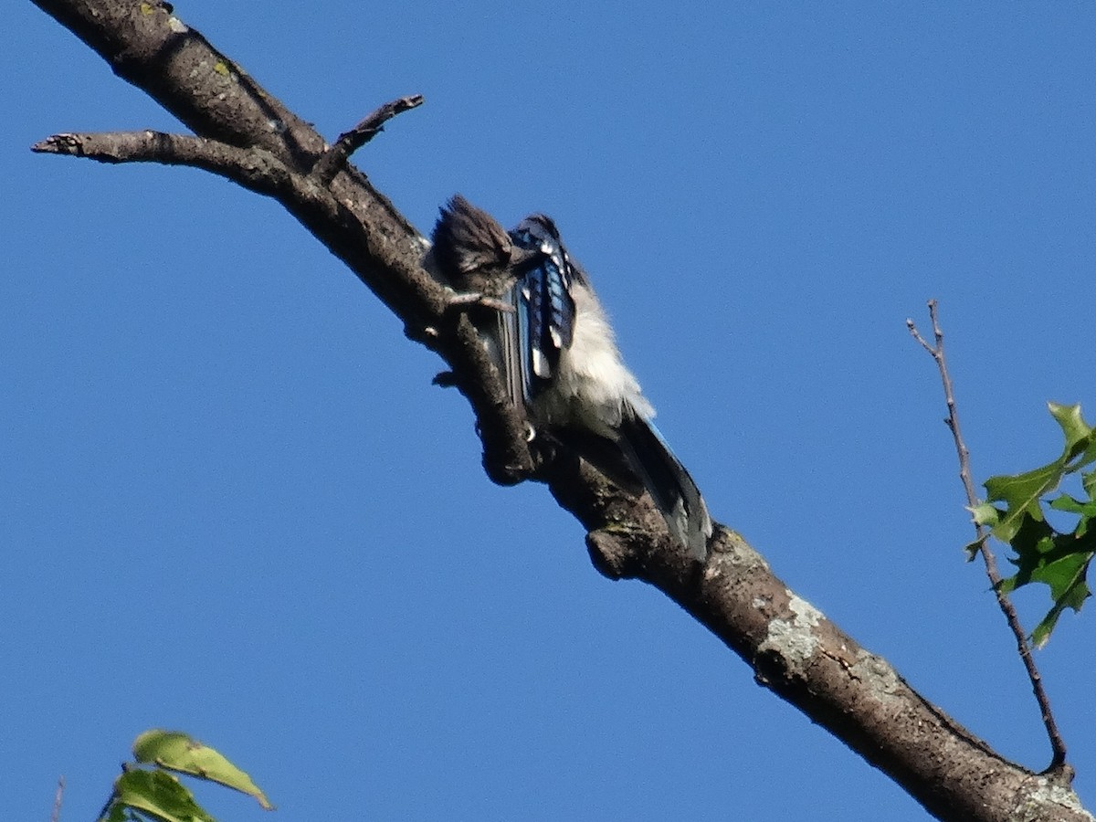 Blue Jay - ML642035724