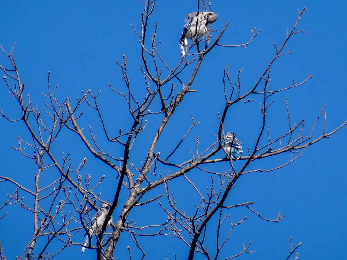 Blue Jay - ML642035728