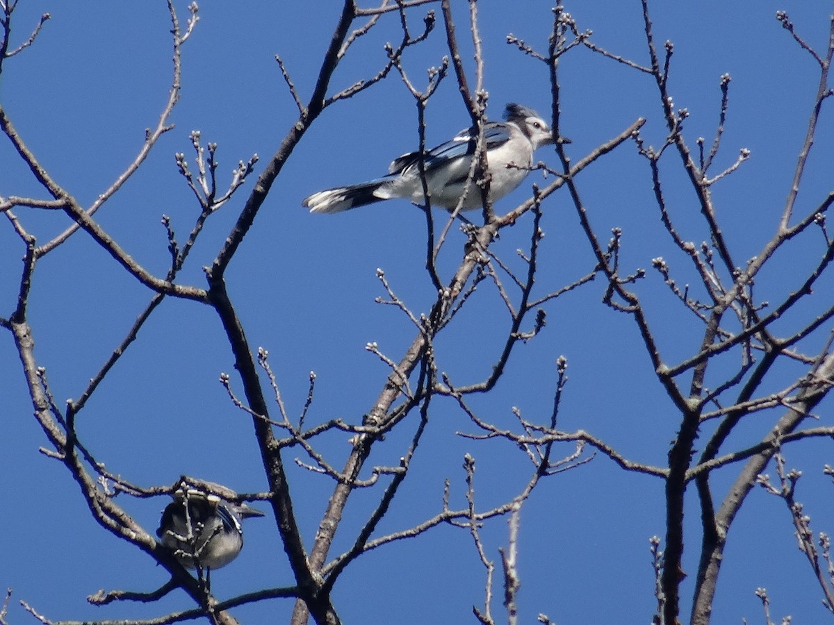 Blue Jay - ML642035729