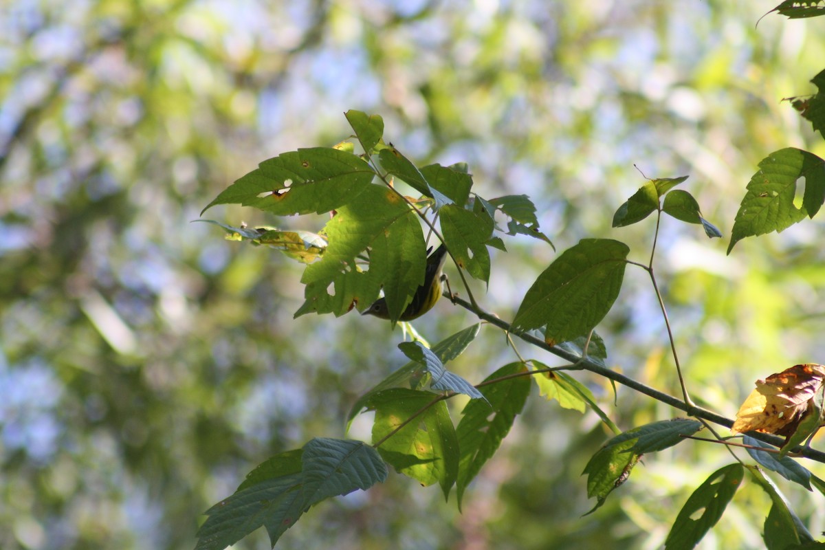 White-eyed Vireo - ML642035731