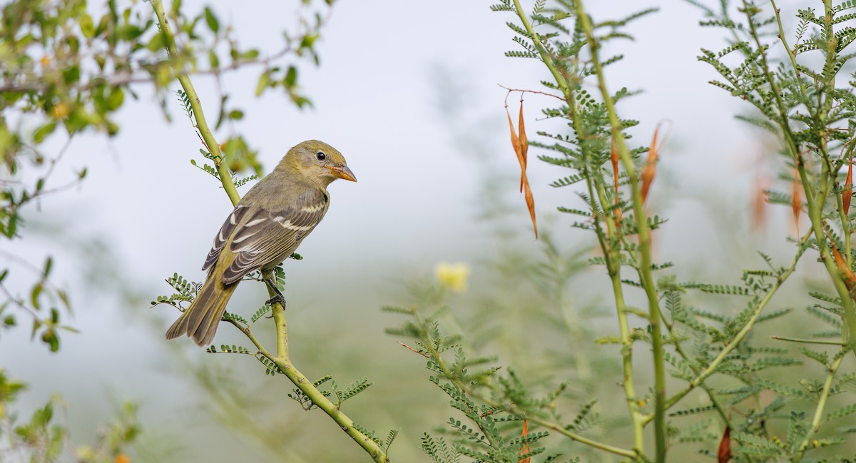 Western Tanager - ML642035737