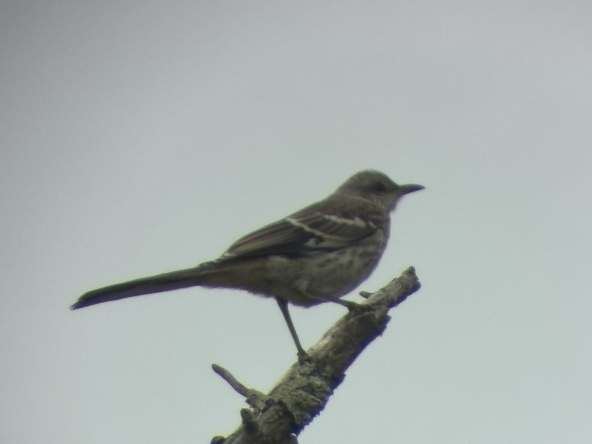 Northern Mockingbird - ML642035753