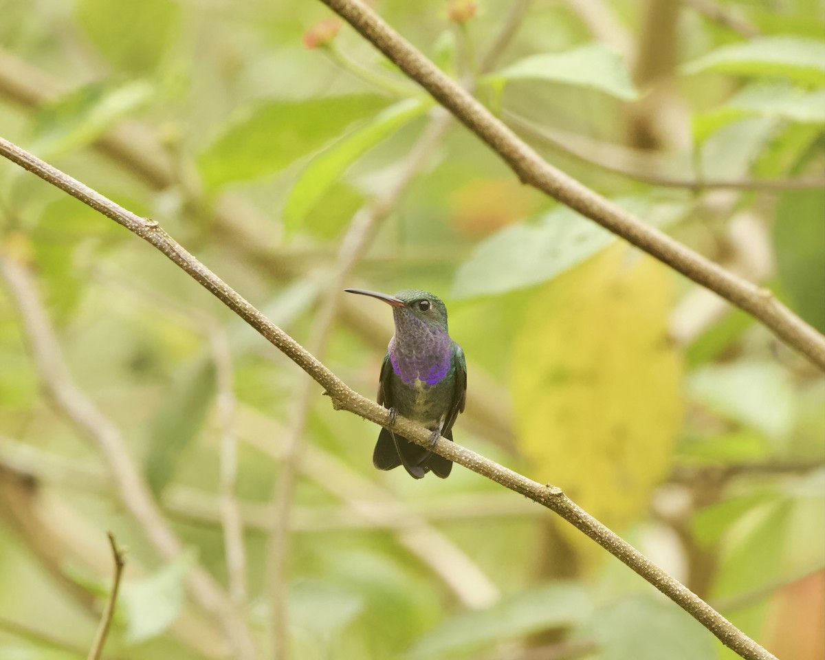 Sapphire-spangled Emerald - ML642035755