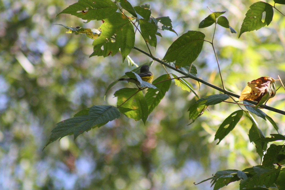 Magnolia Warbler - ML642035758
