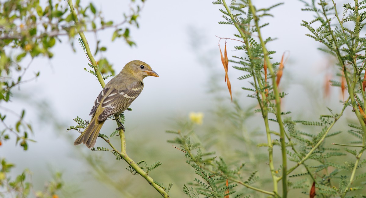 Western Tanager - ML642035763