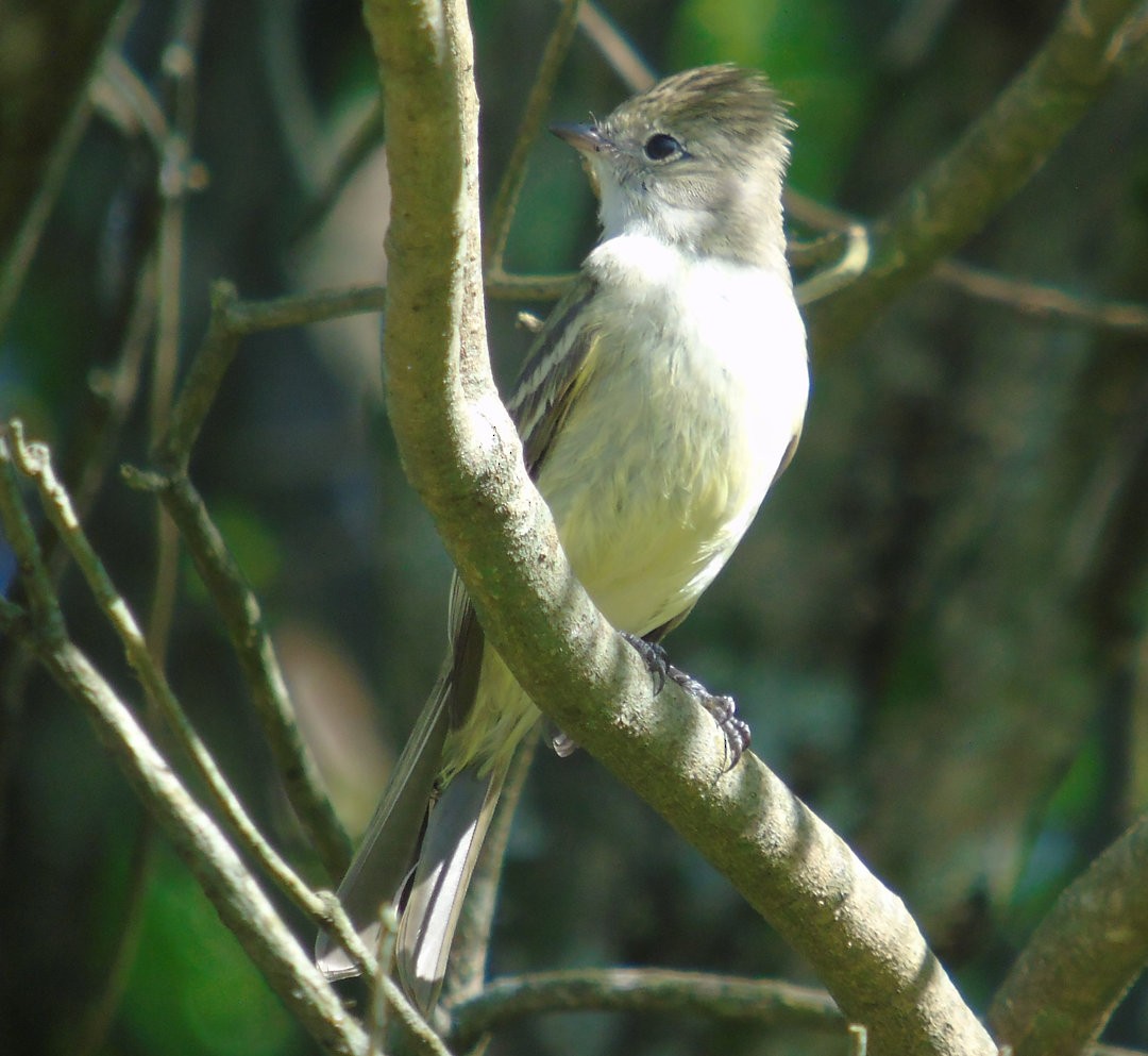 Yellow-bellied Elaenia - ML642035765