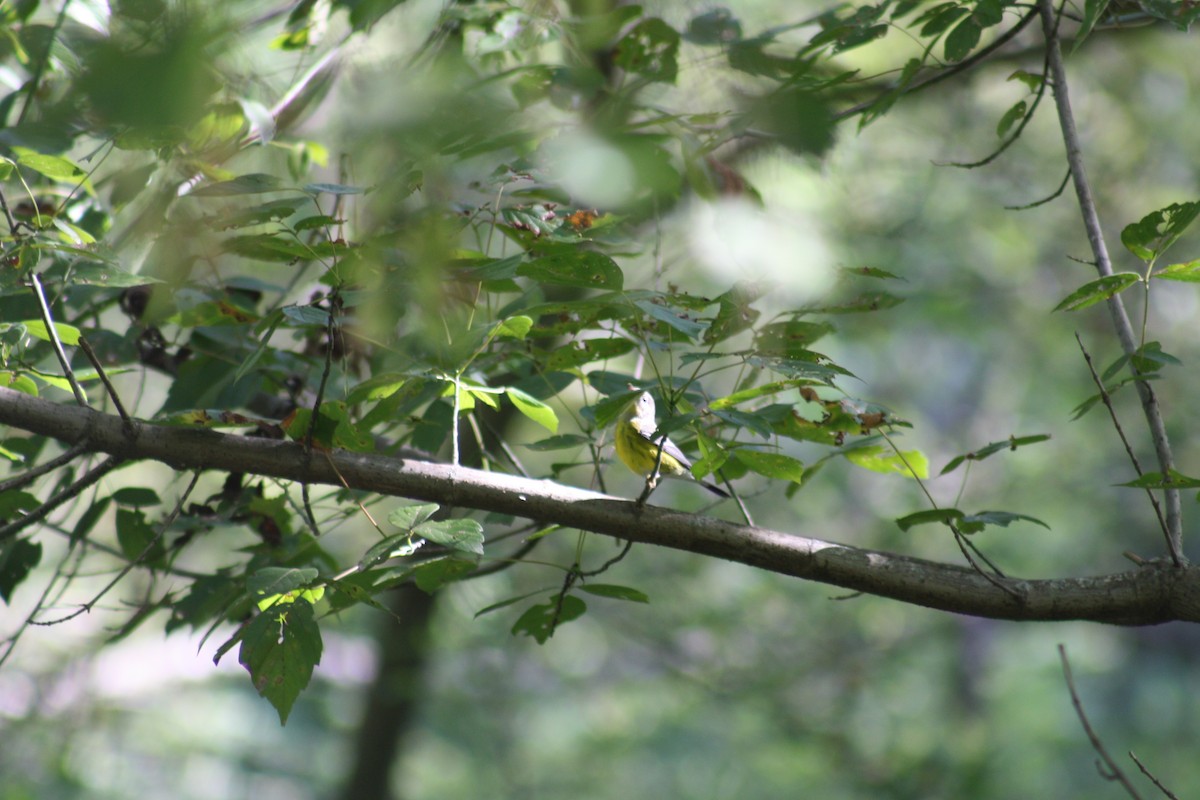 Magnolia Warbler - ML642035776