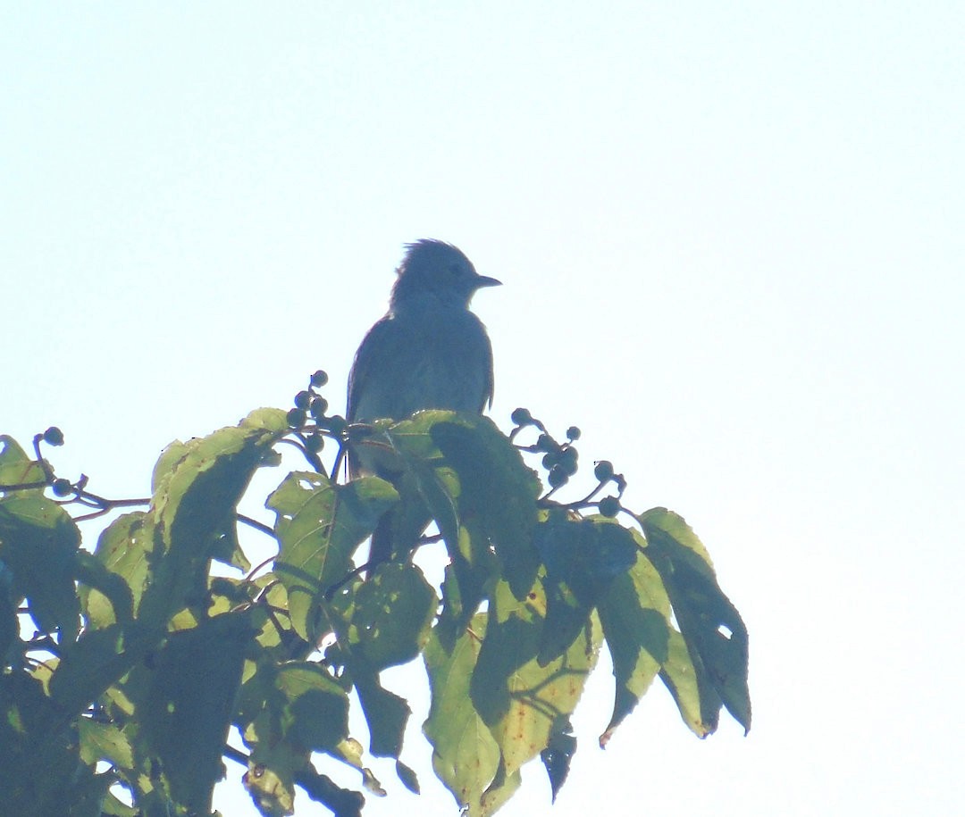 Yellow-bellied Elaenia - ML642035797