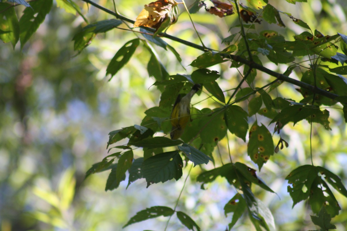 Magnolia Warbler - ML642035823