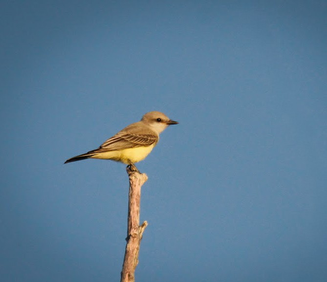 Western Kingbird - ML642035826