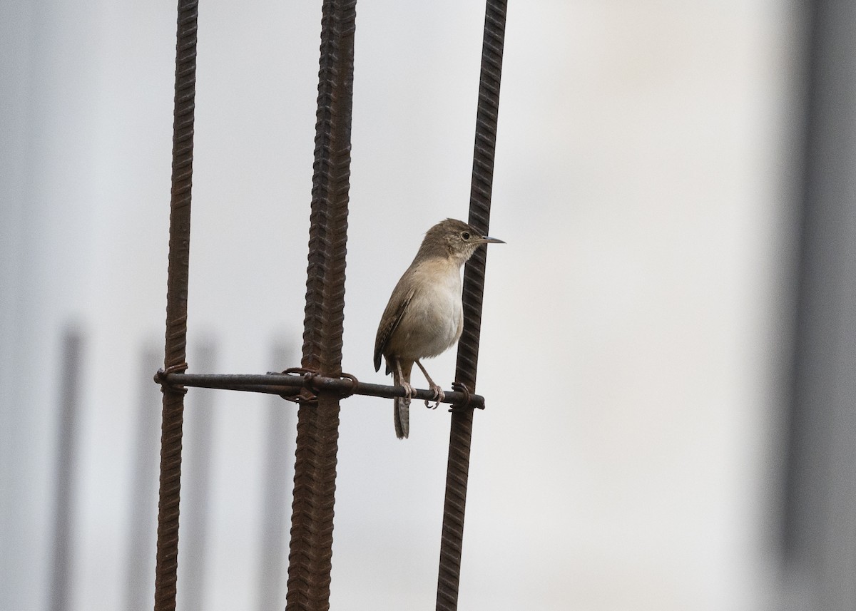 Southern House Wren - ML642035860