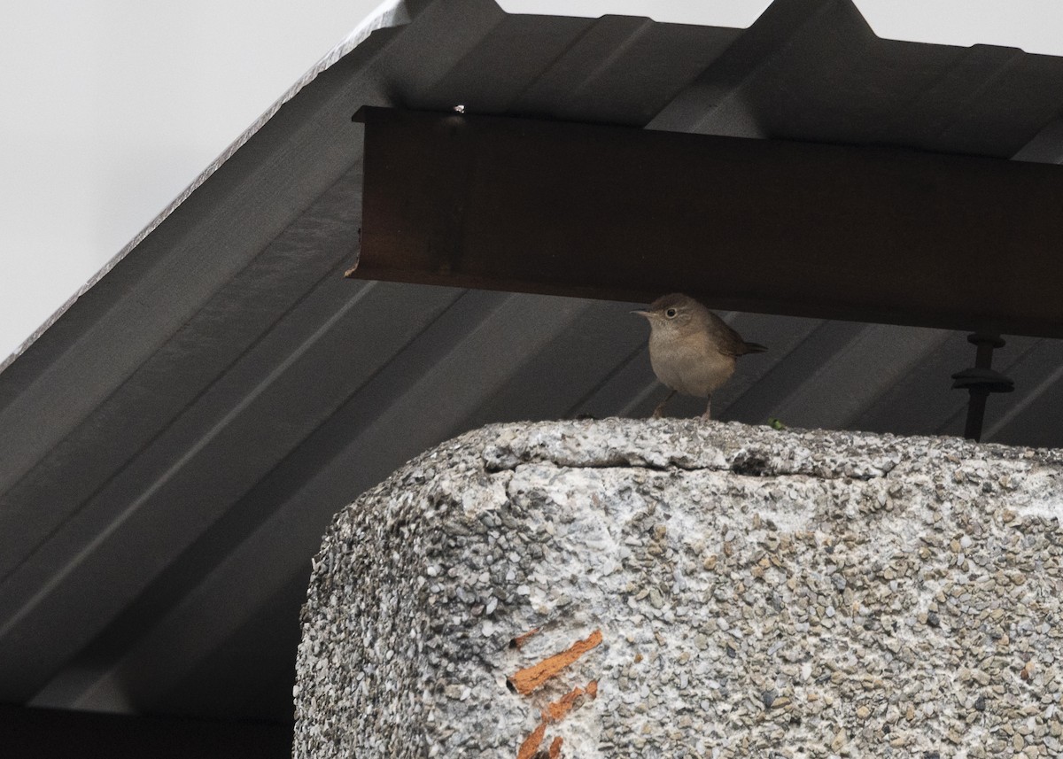 Southern House Wren - ML642035862