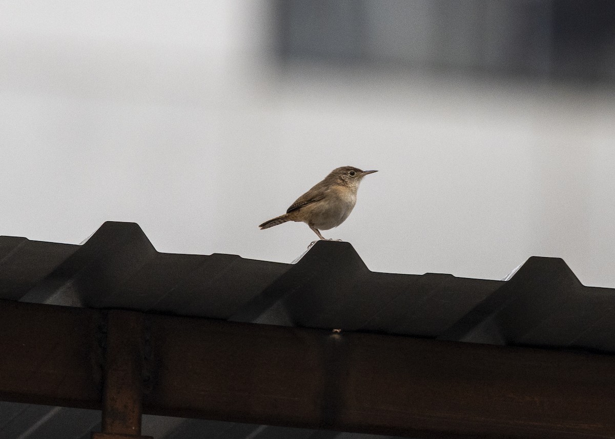 Southern House Wren - ML642035864