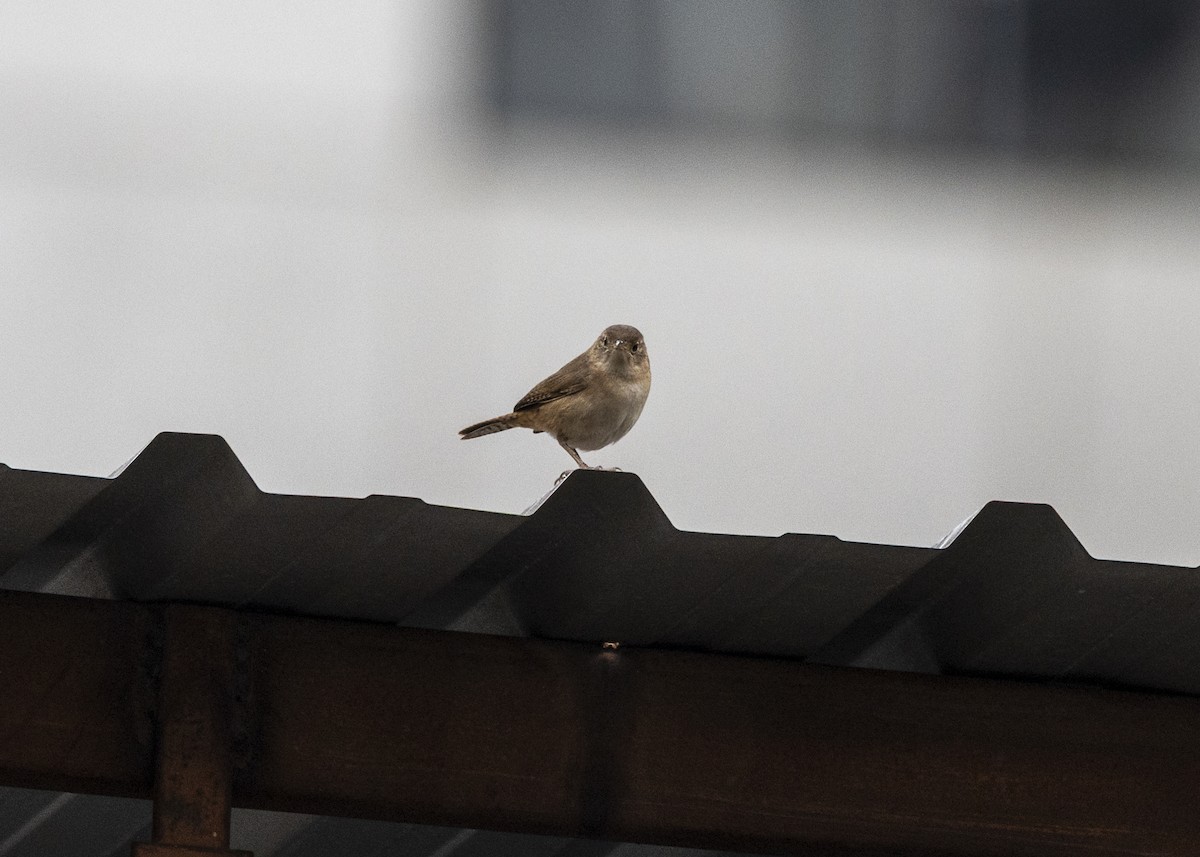 Southern House Wren - ML642035865