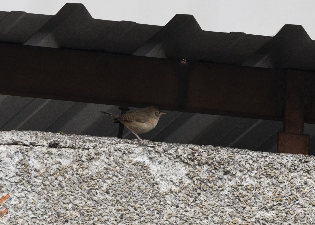 Southern House Wren - ML642035866