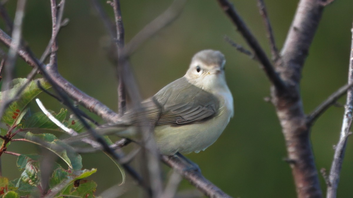 Sängervireo - ML642035869