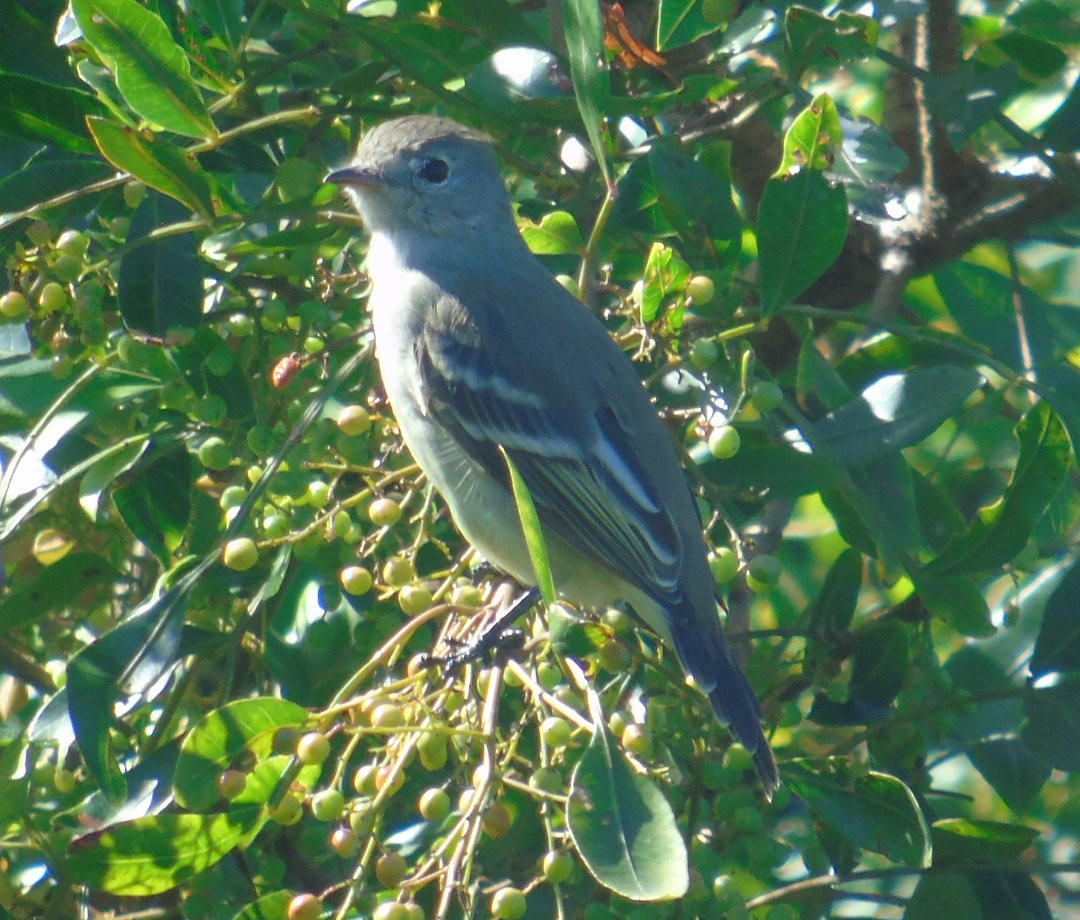 Yellow-bellied Elaenia - ML642035870
