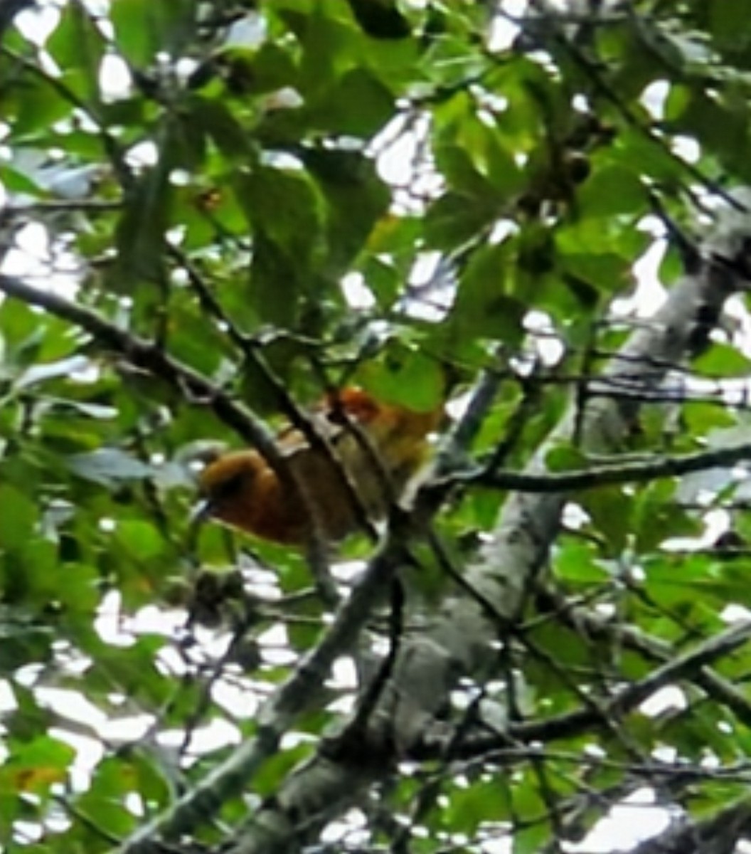 Baltimore Oriole - ML642035879