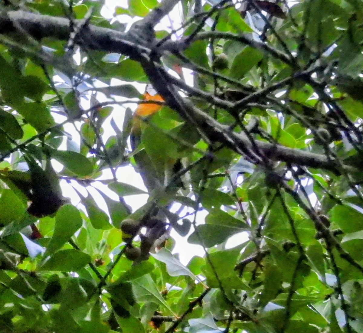 Baltimore Oriole - ML642035880