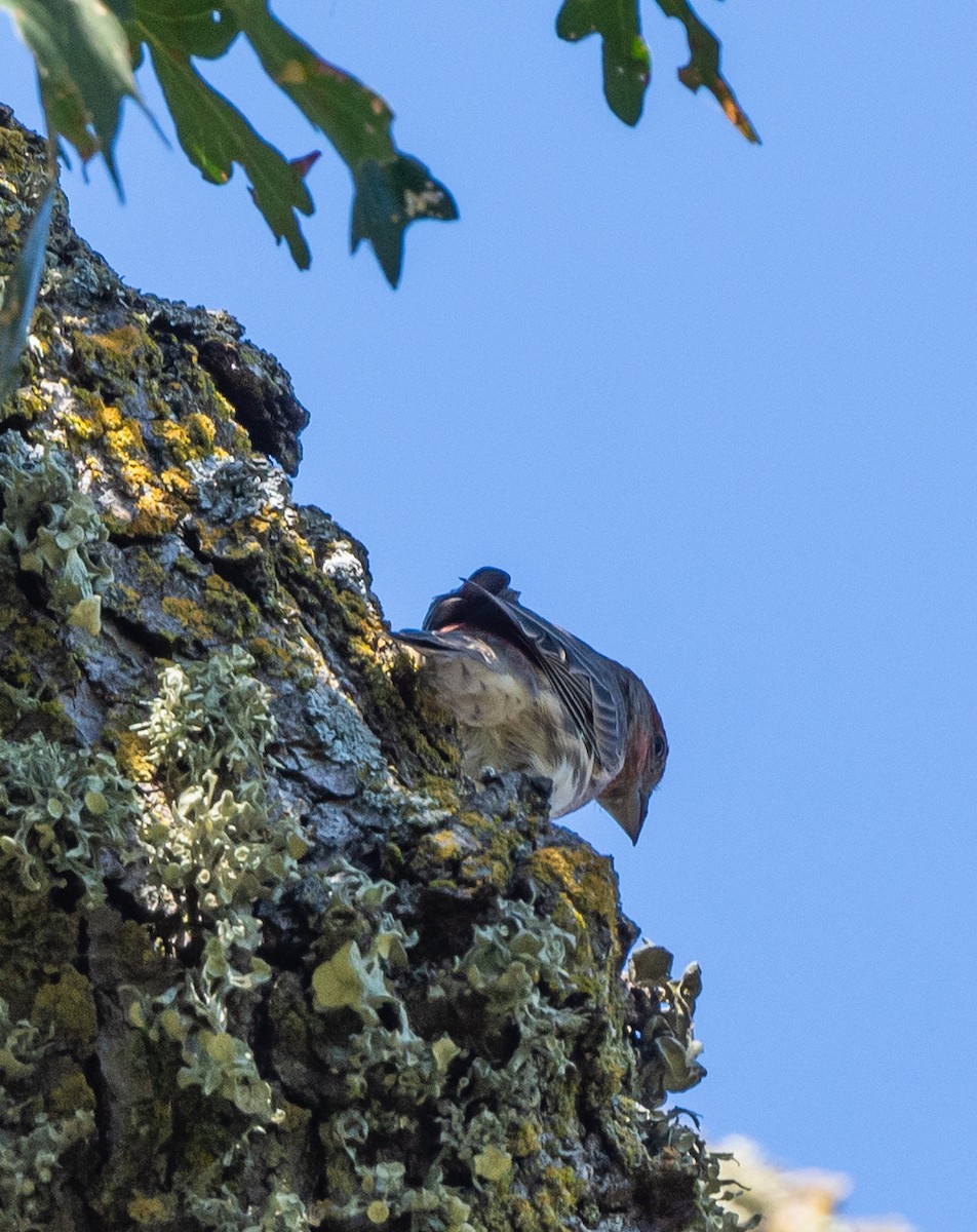 House Finch - ML642035903