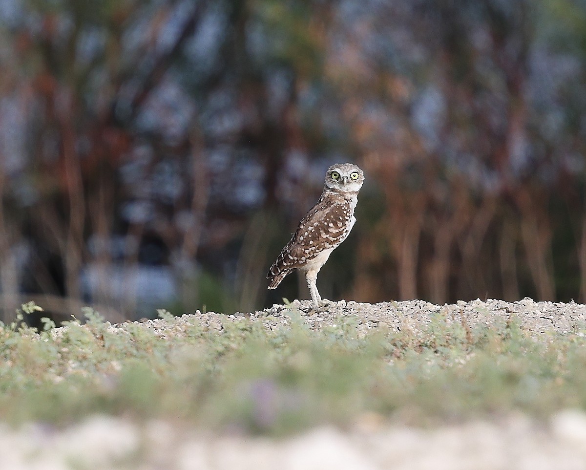Burrowing Owl - ML642035931