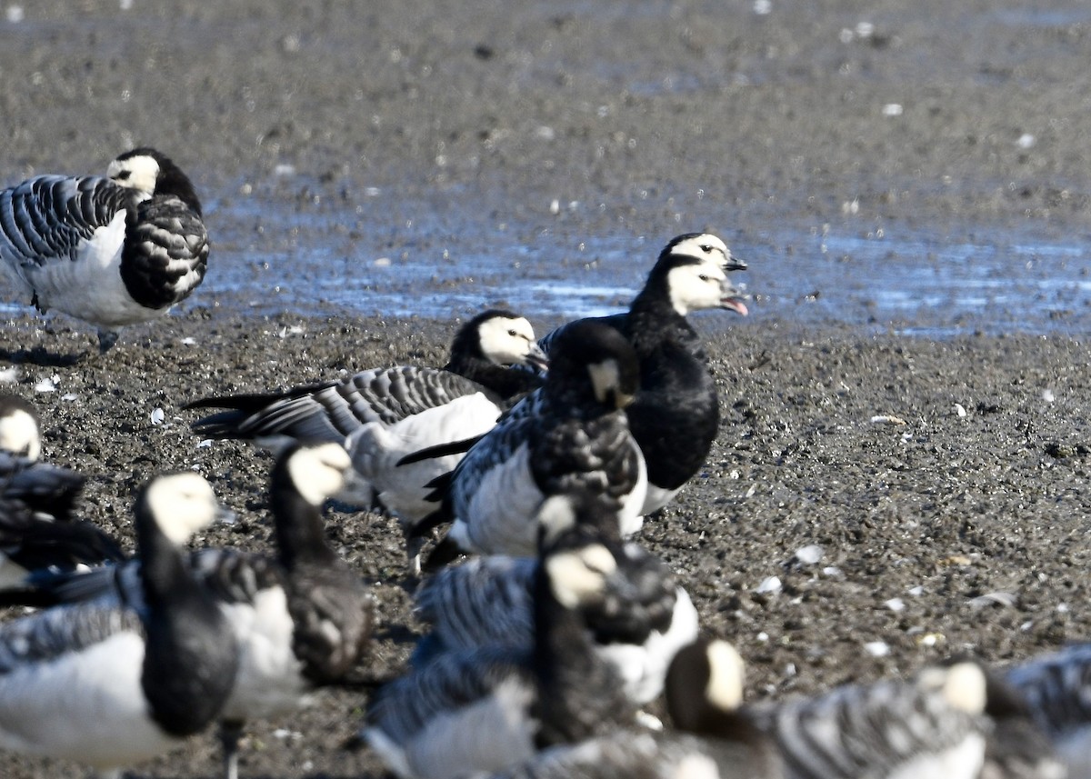 Barnacle Goose - ML642035932