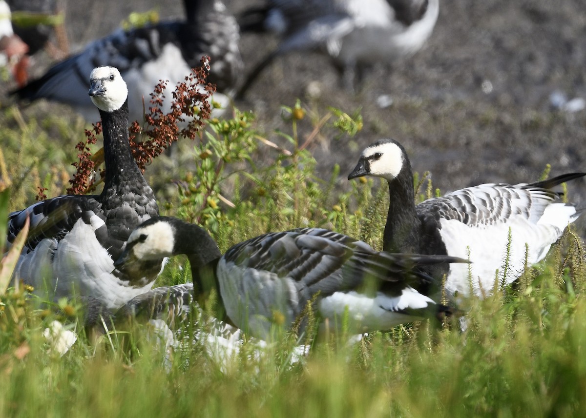 Barnacle Goose - ML642035937