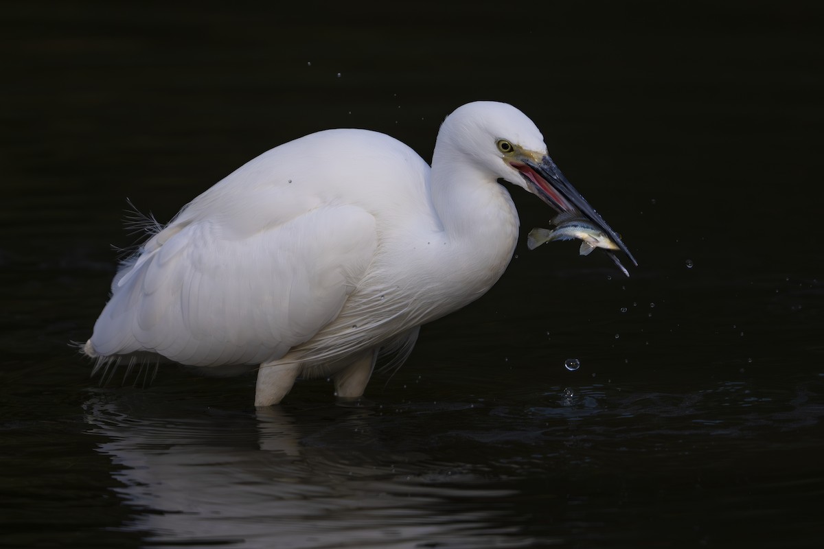 Little Egret - ML642035940