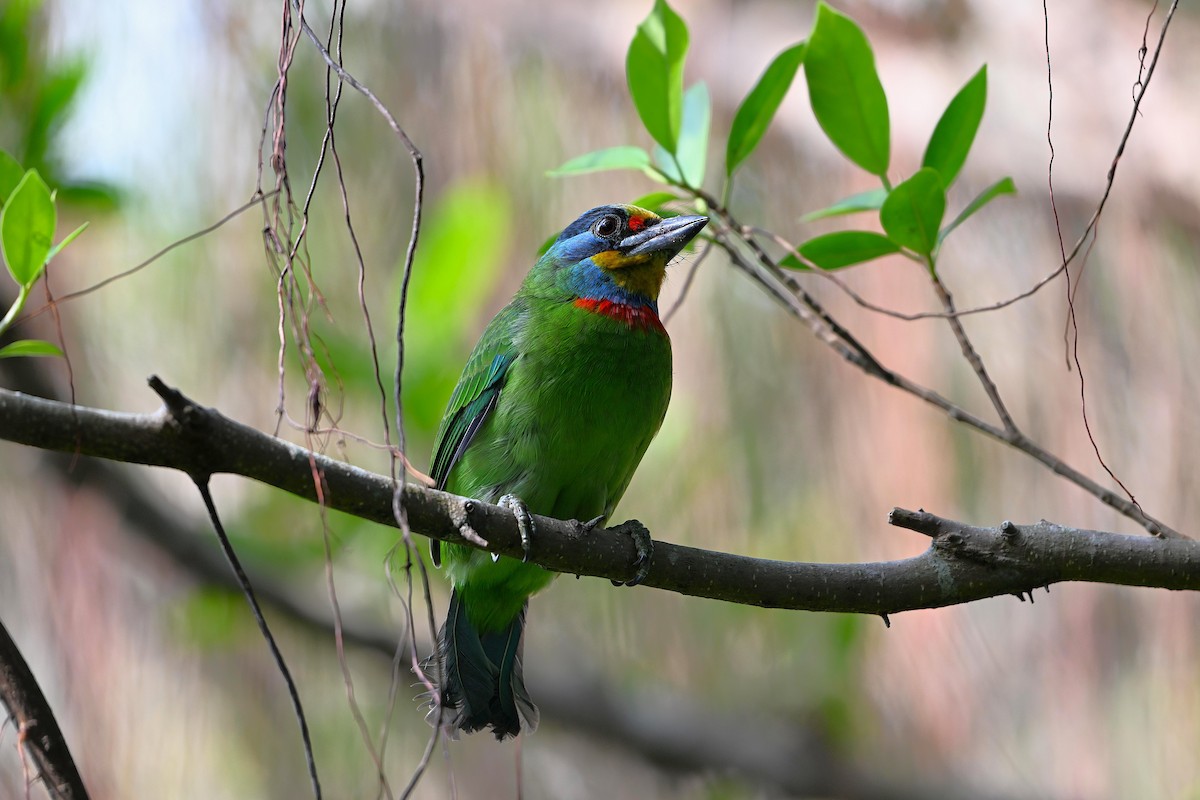 Taiwan Barbet - ML642035985