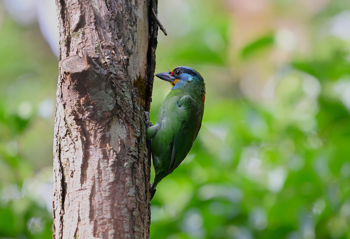 Taiwan Barbet - ML642035986