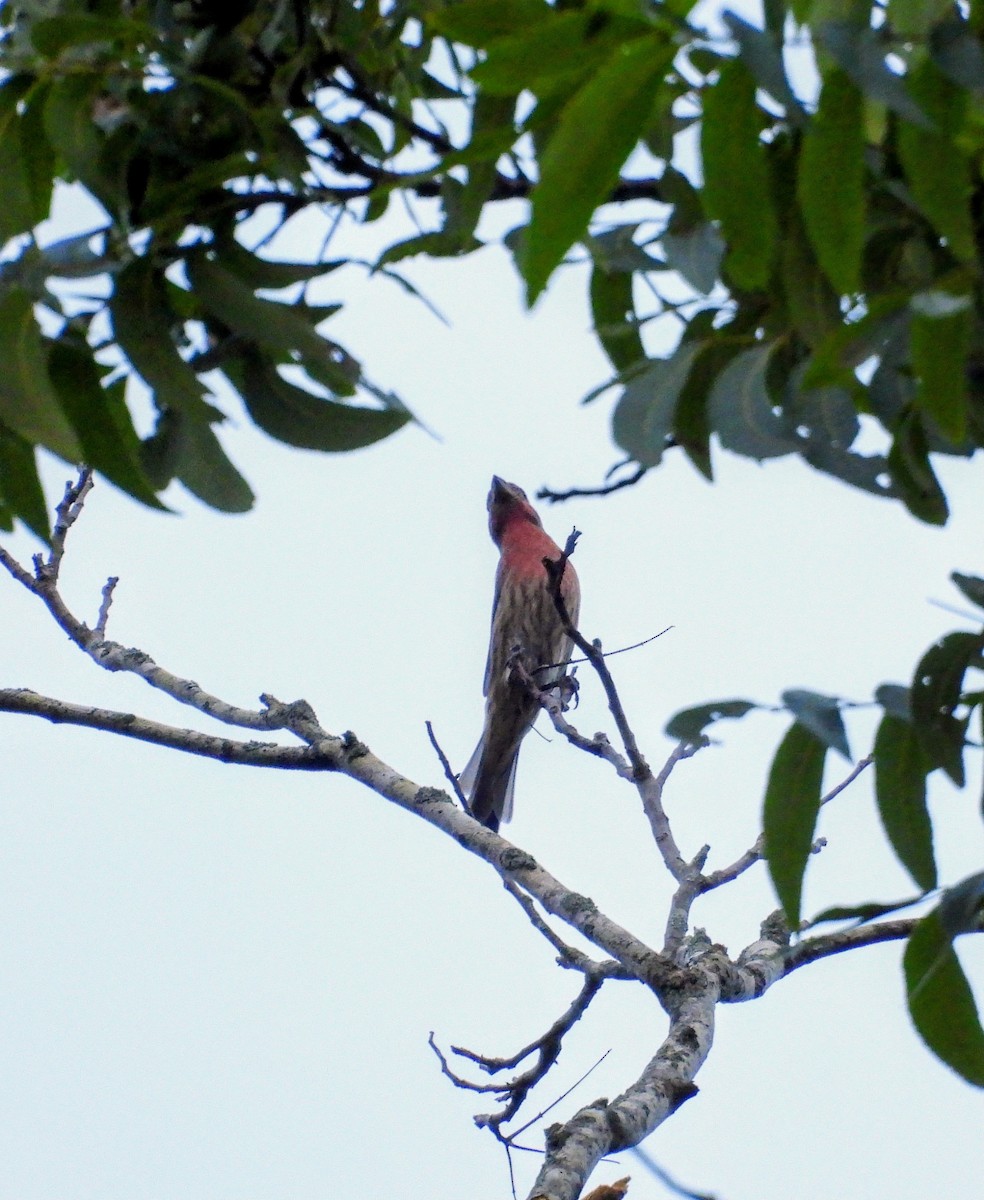 House Finch - ML642035991