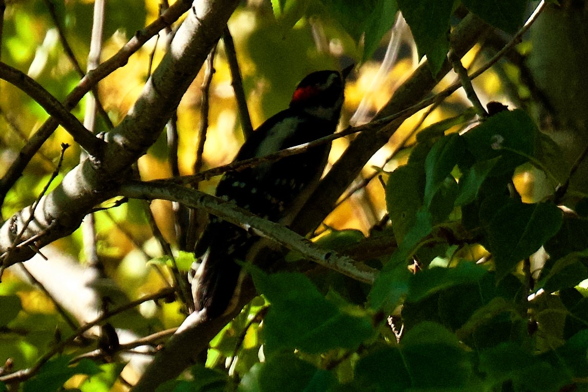 Downy Woodpecker - ML642035995