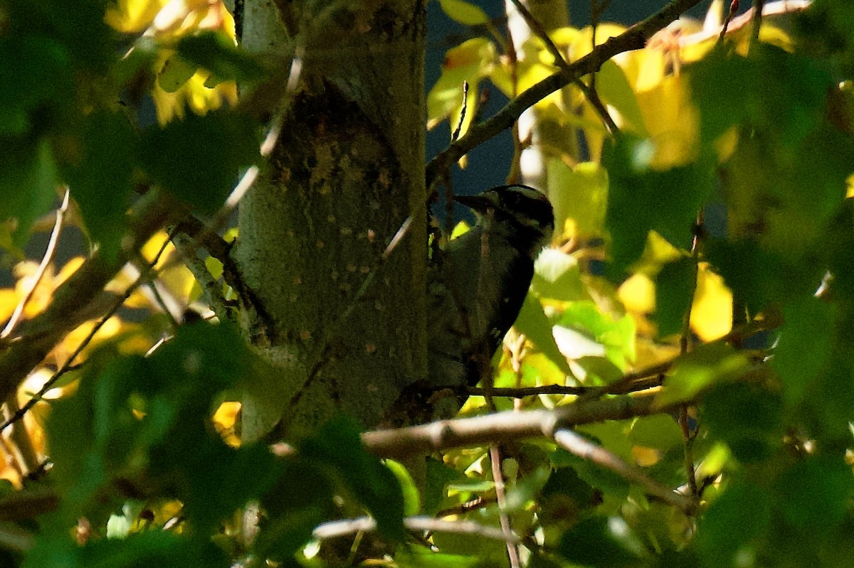 Downy Woodpecker - ML642036001