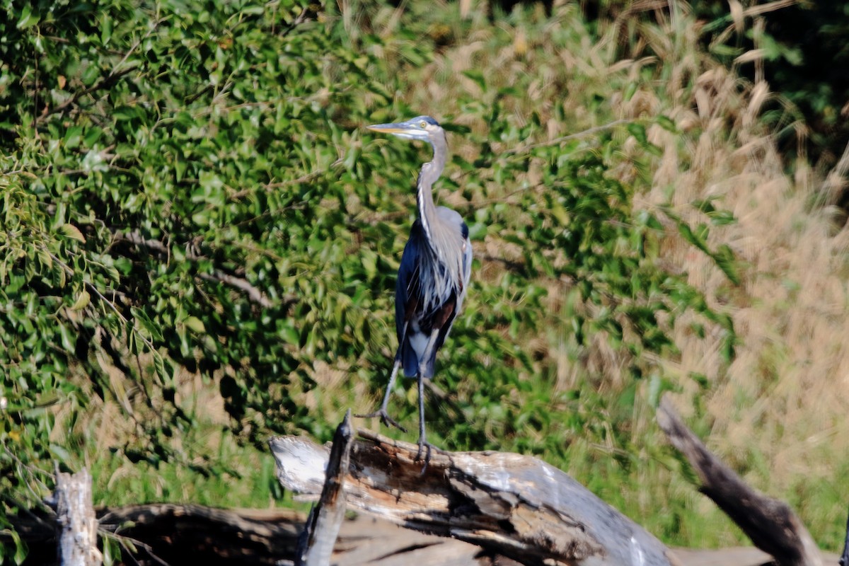 Great Blue Heron - ML642036038