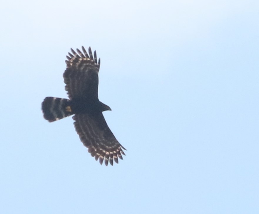 Black Hawk-Eagle - ML642036055