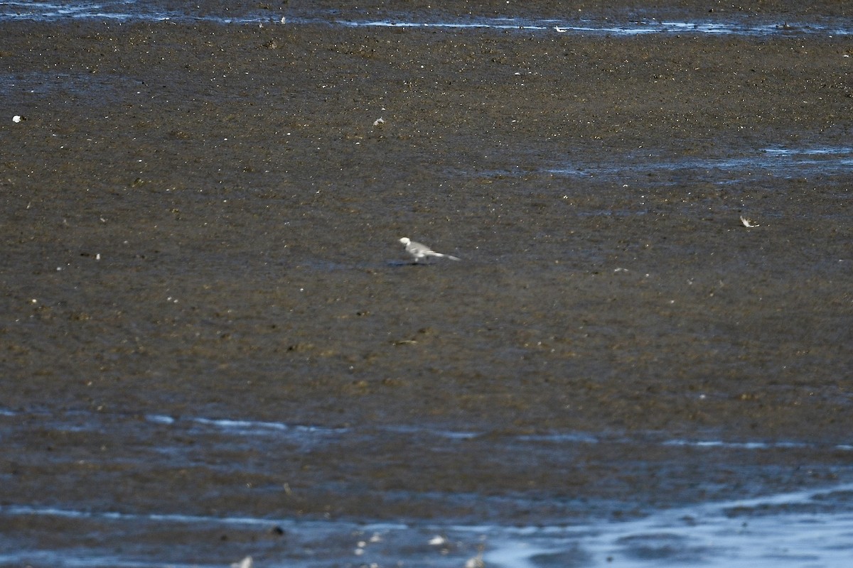 White Wagtail - ML642036057