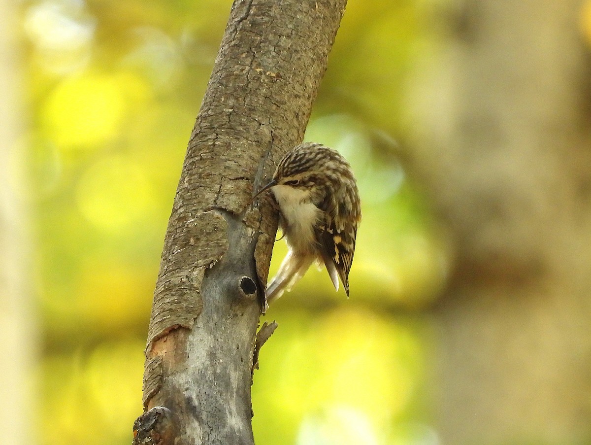 Brown Creeper - ML642036059