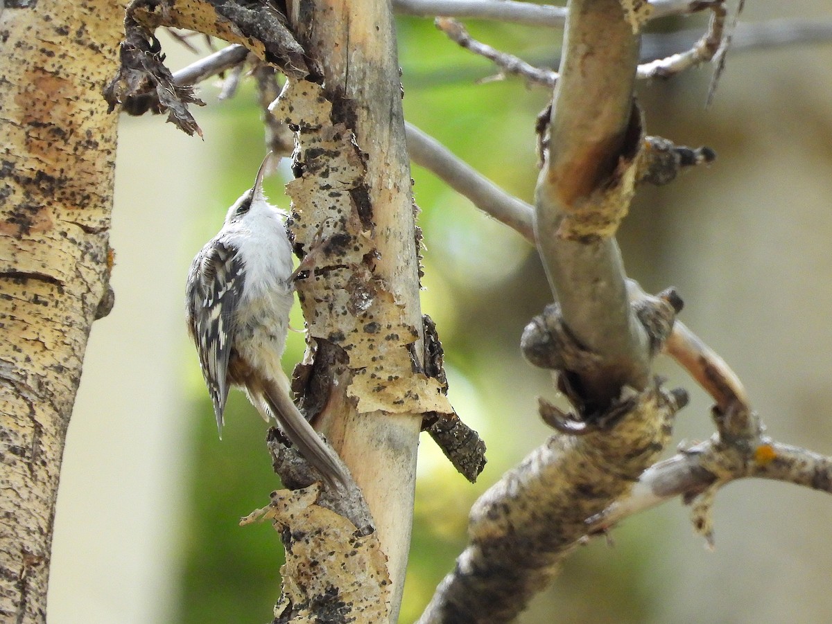 Brown Creeper - ML642036060