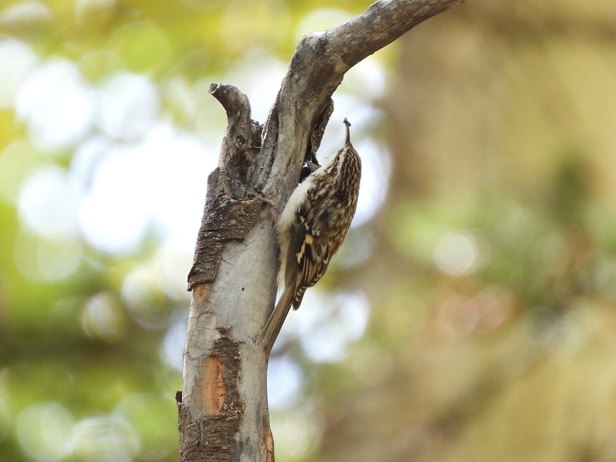 Brown Creeper - ML642036061