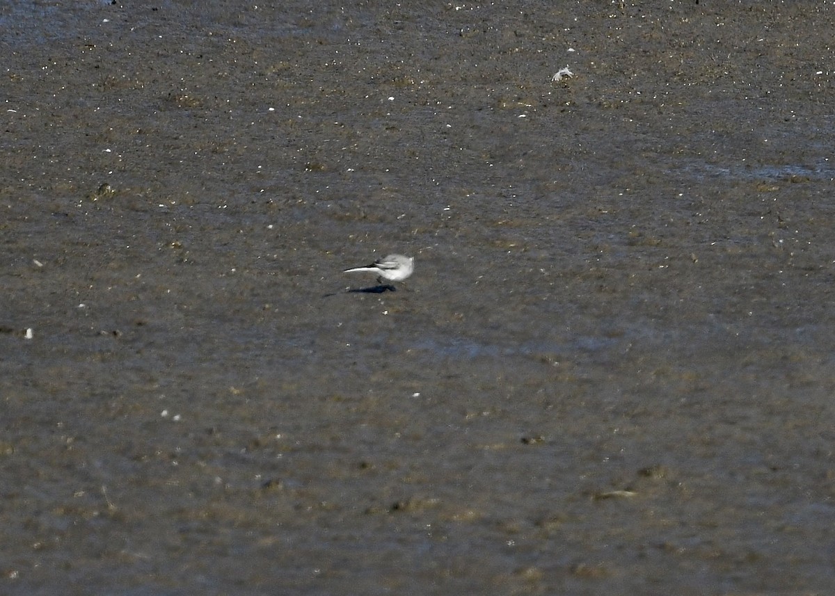 White Wagtail - ML642036070