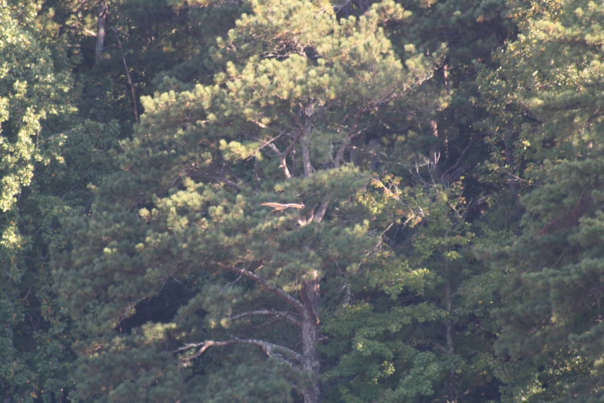 Red-shouldered Hawk - ML642036071