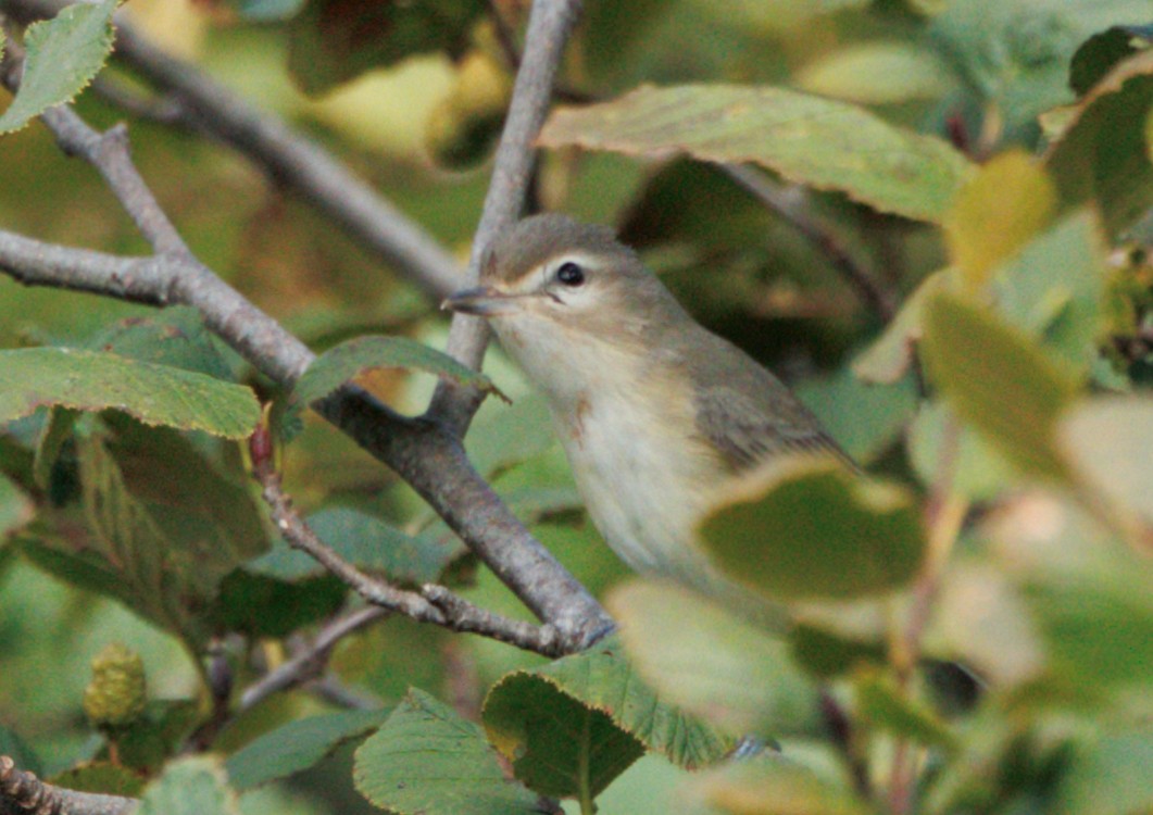 Warbling Vireo - ML642036072